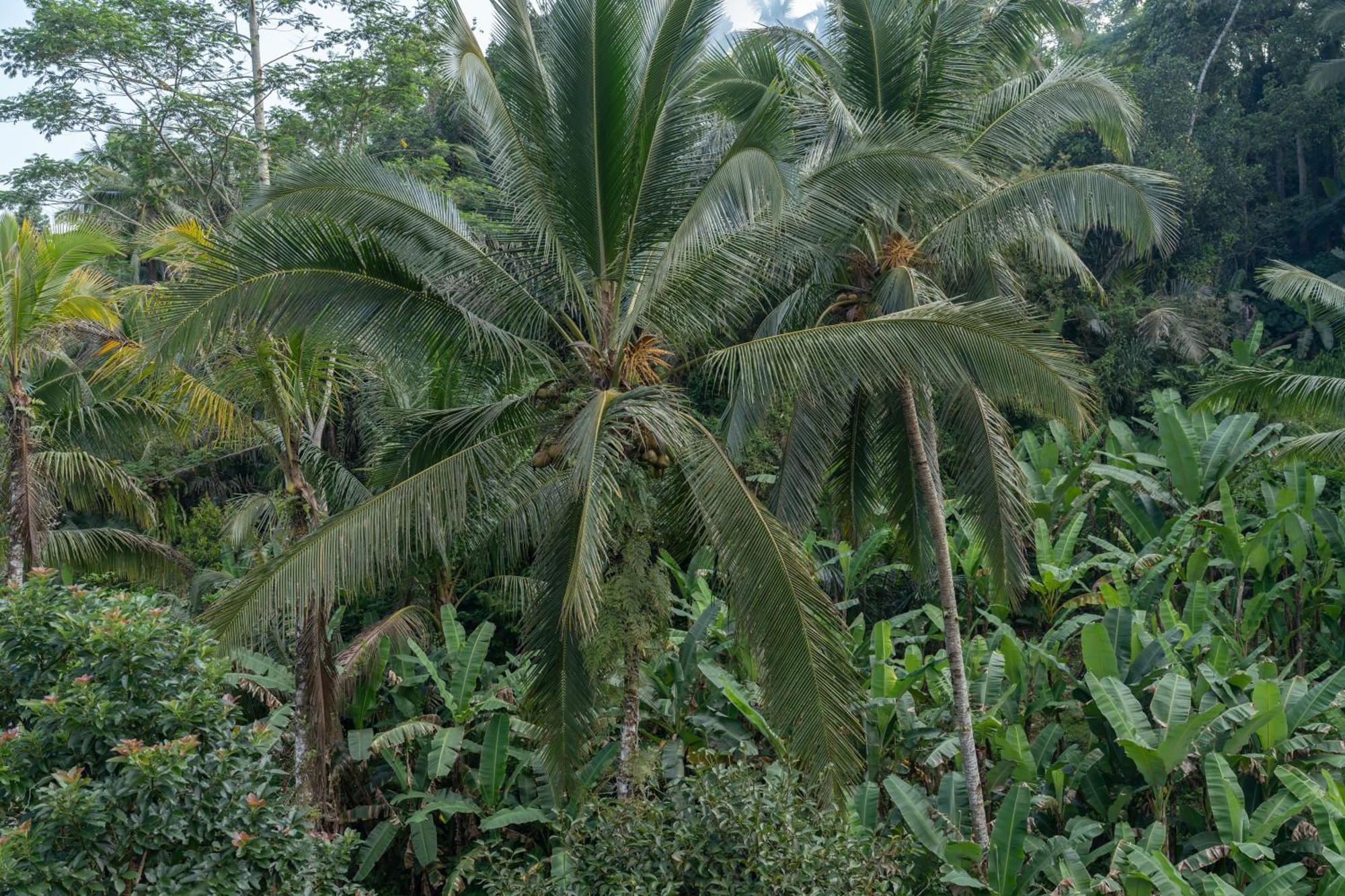 Gunung Kawi Villa Tegallalang  Bagian luar foto